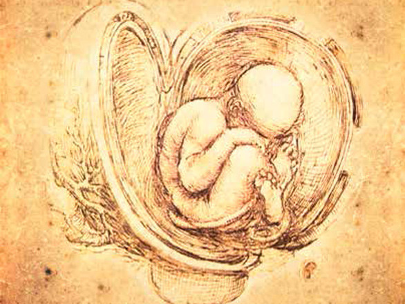Illustration of the fetus in a womb