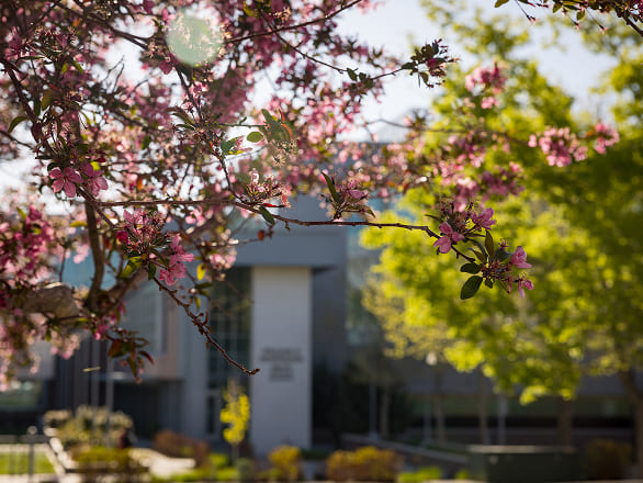 The UNR Med campus with spring flowers blooming
