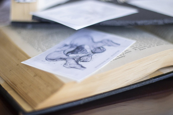 pelvis drawing on textbook