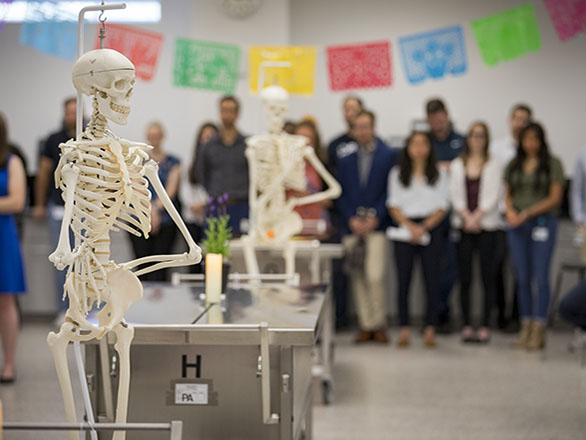 A skeleton model in the anatomy lab hanging with people blurred in the background.