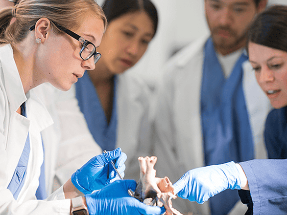 Physician Assistants in training in clinical setting