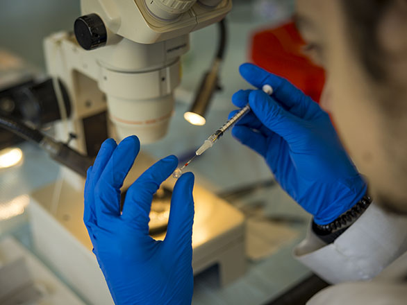 Close-up of hands wearing gloves working with a microscope and needle.