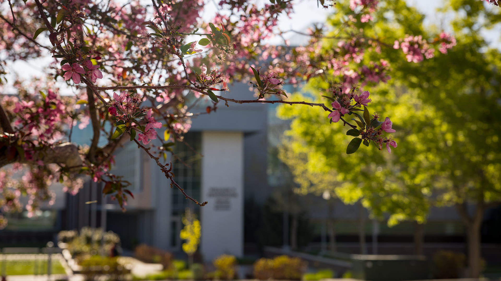 The UNR Med campus seen through the branches of a blooming cherry tree